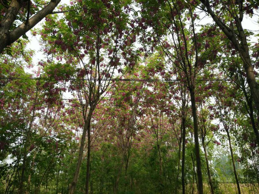 點擊查看詳細信息<br>標題：香花槐 閱讀次數：1694