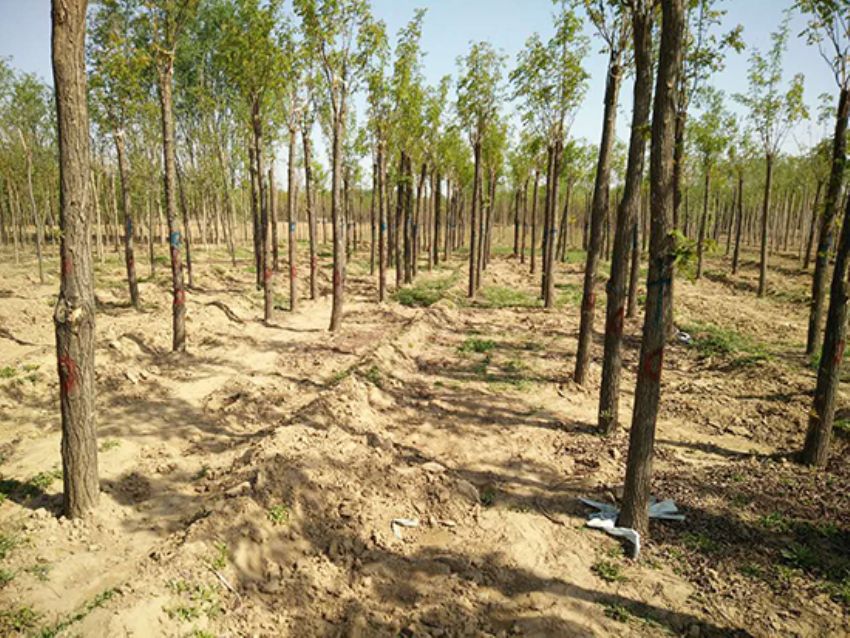 點擊查看詳細信息<br>標題：香花槐 閱讀次數：1682