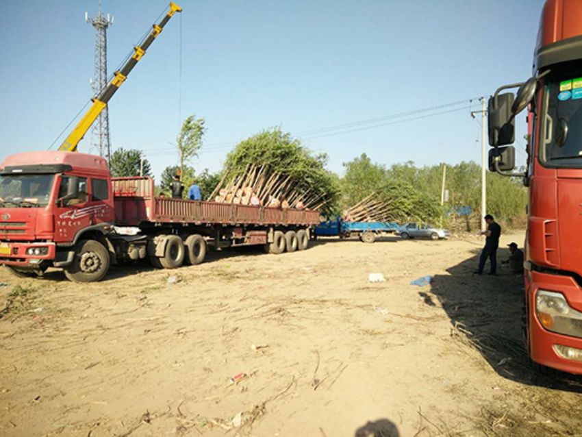 點擊查看詳細信息<br>標題：香花槐 閱讀次數：1835