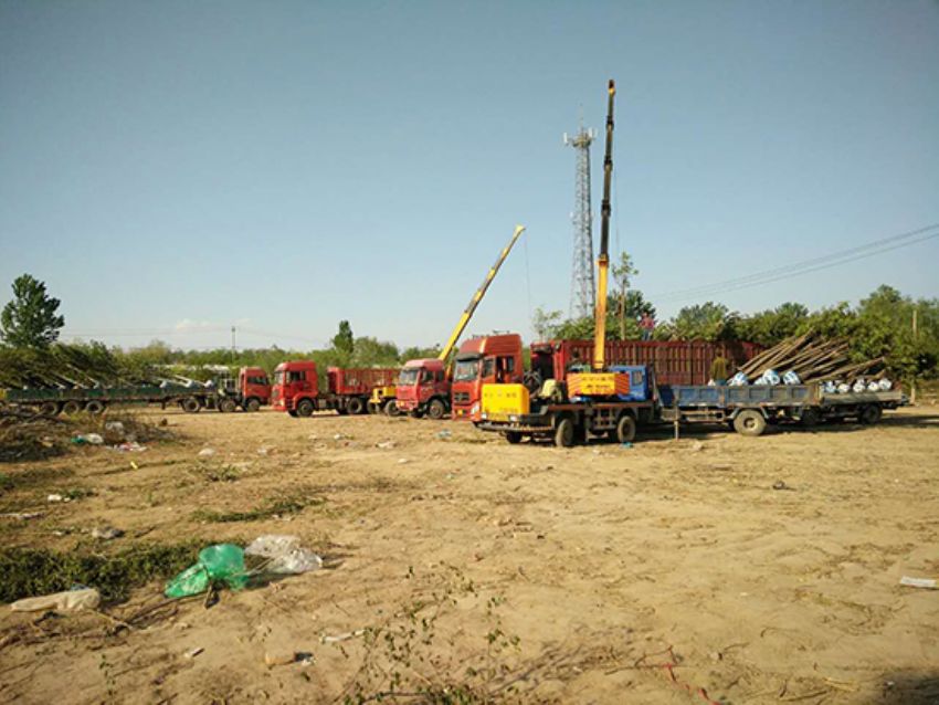 點擊查看詳細信息<br>標題：香花槐 閱讀次數：1923