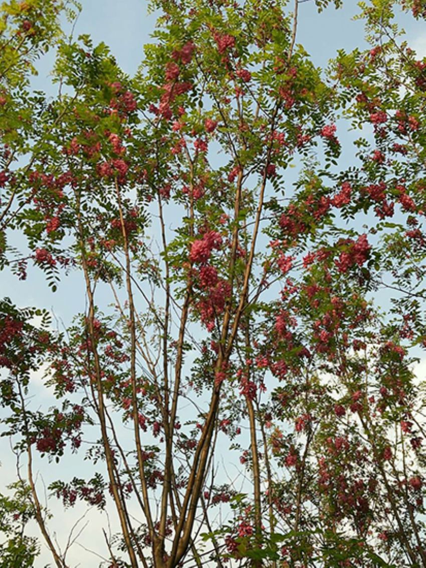 點擊查看詳細信息<br>標題：香花槐 閱讀次數：1970