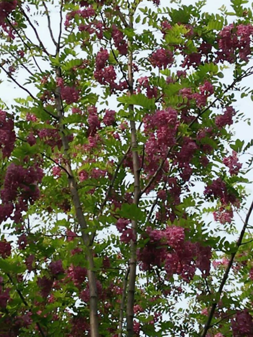 點擊查看詳細信息<br>標題：香花槐 閱讀次數：1984