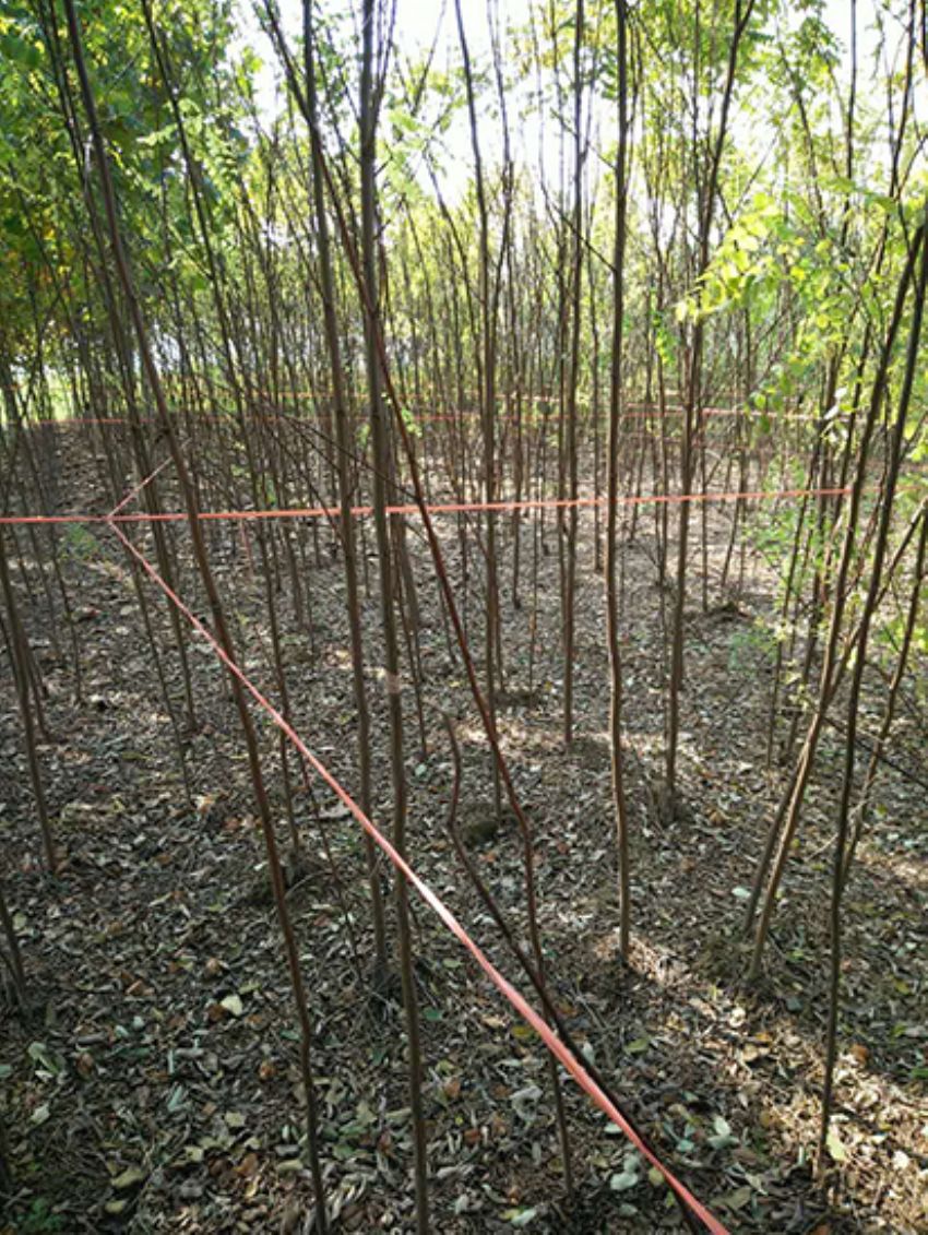 點擊查看詳細信息<br>標題：香花槐 閱讀次數：2140