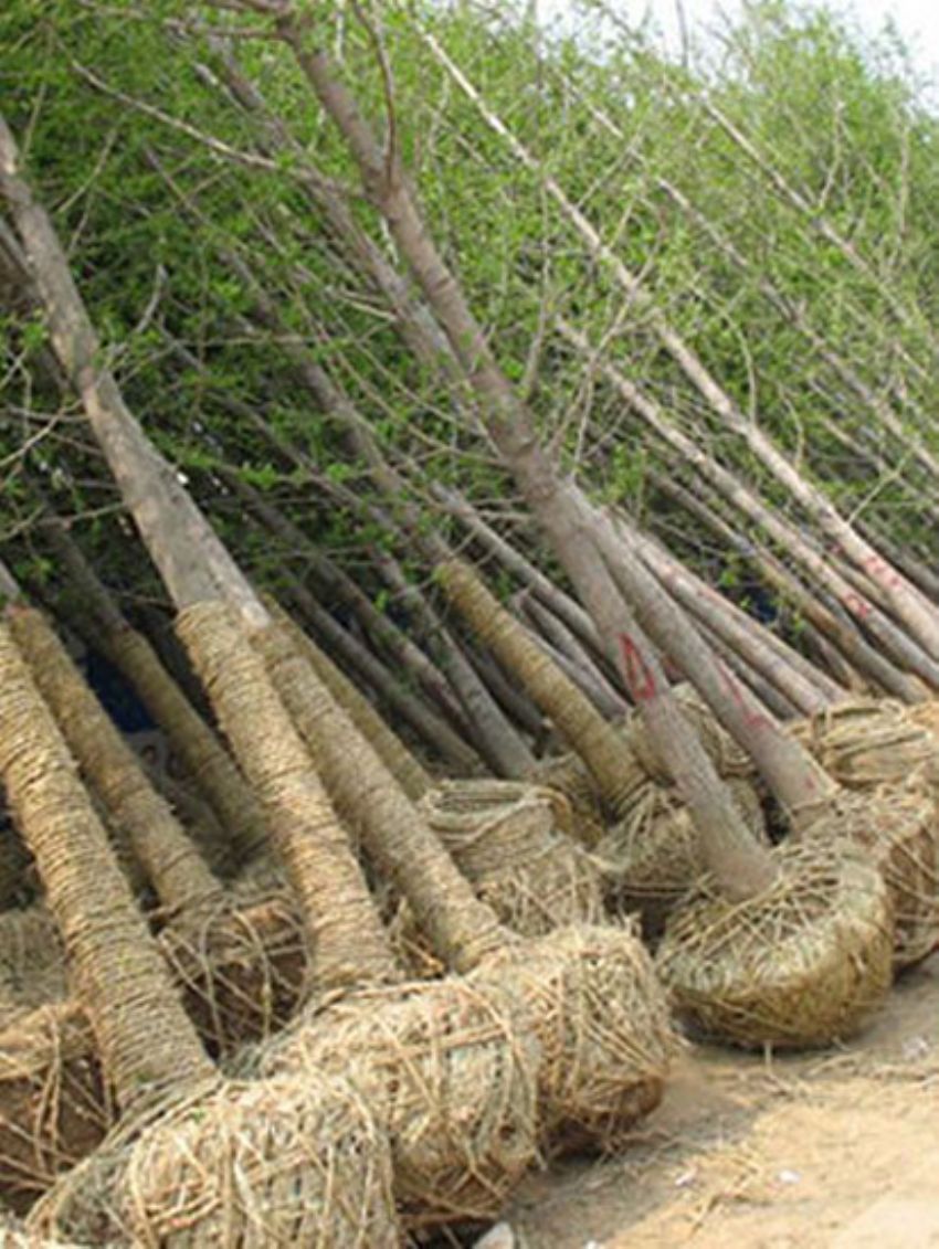 點擊查看詳細信息<br>標題：銀杏 閱讀次數：3441