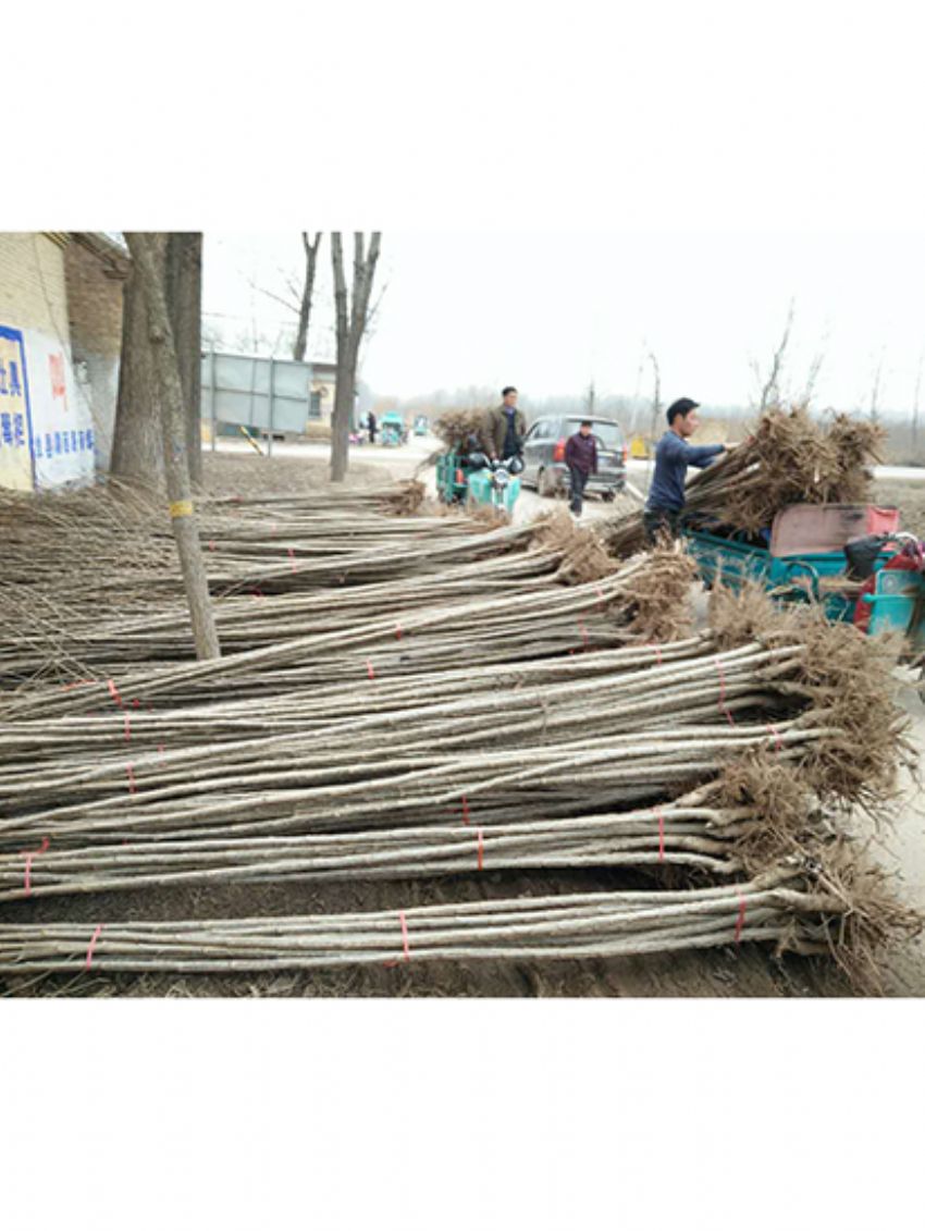 點(diǎn)擊查看詳細(xì)信息<br>標(biāo)題：楊樹(shù)苗 閱讀次數(shù)：2310