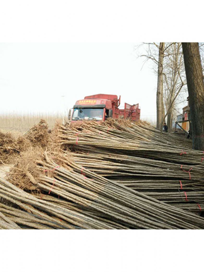 點(diǎn)擊查看詳細(xì)信息<br>標(biāo)題：楊樹(shù)苗 閱讀次數(shù)：2078