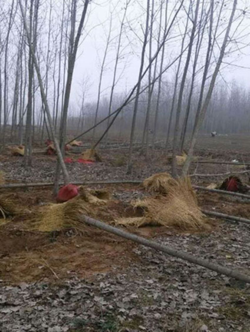 點(diǎn)擊查看詳細(xì)信息<br>標(biāo)題：楊樹(shù)苗 閱讀次數(shù)：2072