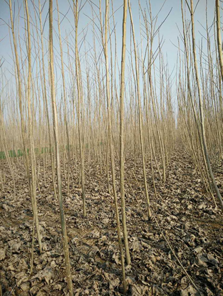 點(diǎn)擊查看詳細(xì)信息<br>標(biāo)題：楊樹(shù)苗 閱讀次數(shù)：2137