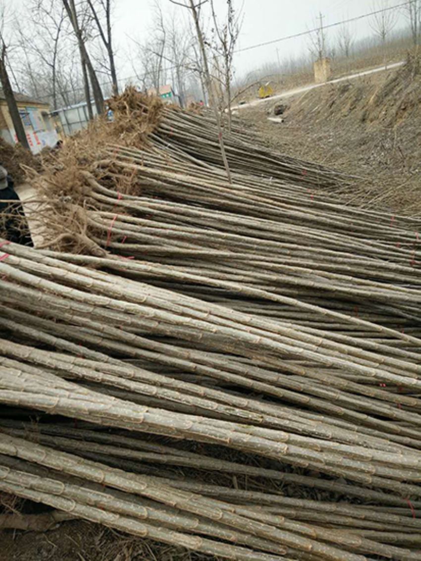 點擊查看詳細信息<br>標題：楊樹苗 閱讀次數：3388