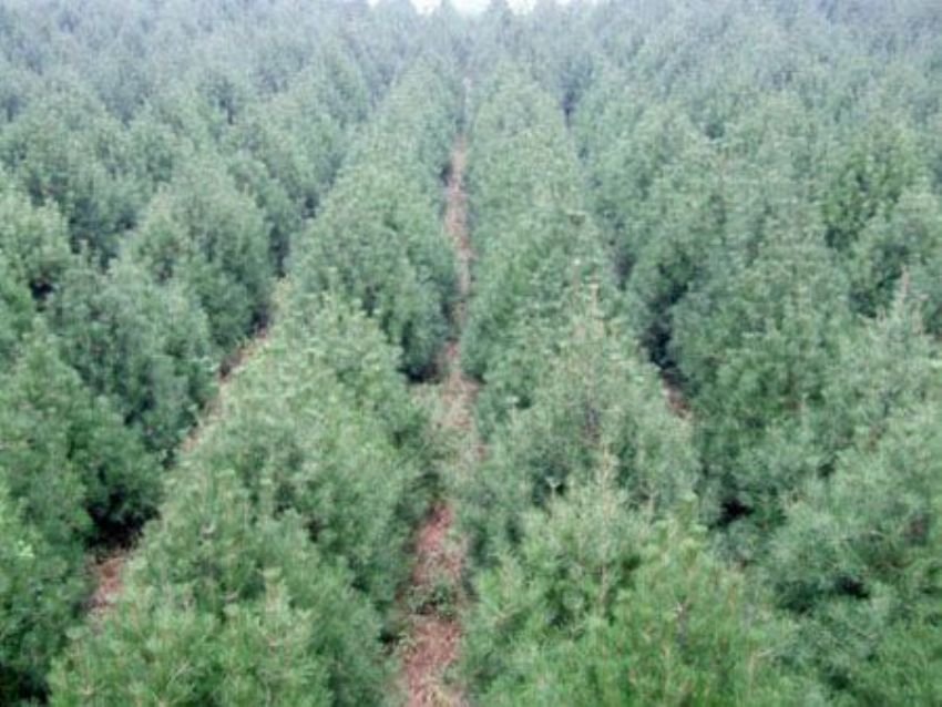 點擊查看詳細信息<br>標題：雪松 閱讀次數：3185