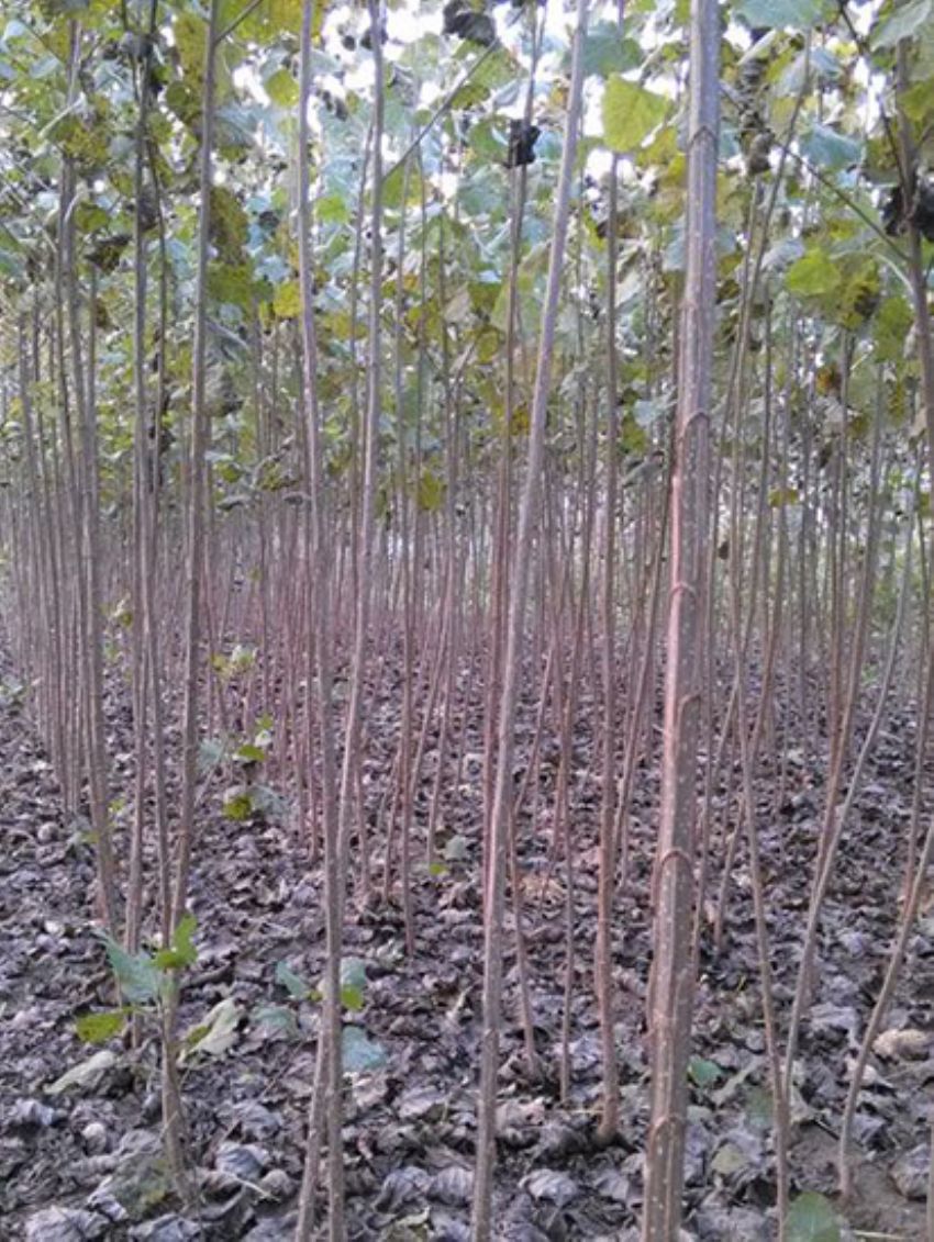 點擊查看詳細信息<br>標題：速生楊 閱讀次數：2365