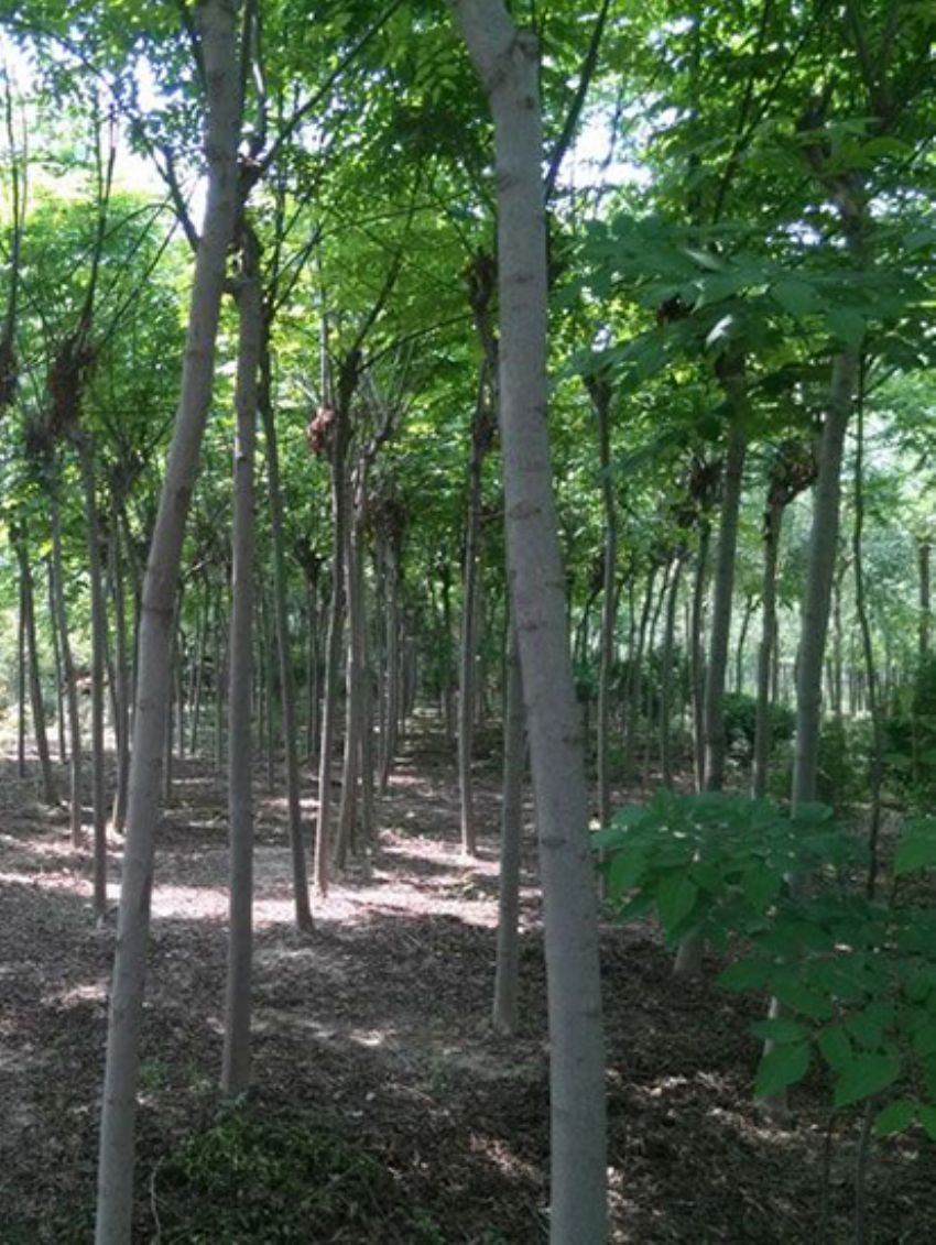 點擊查看詳細信息<br>標題：欒樹 閱讀次數：2074