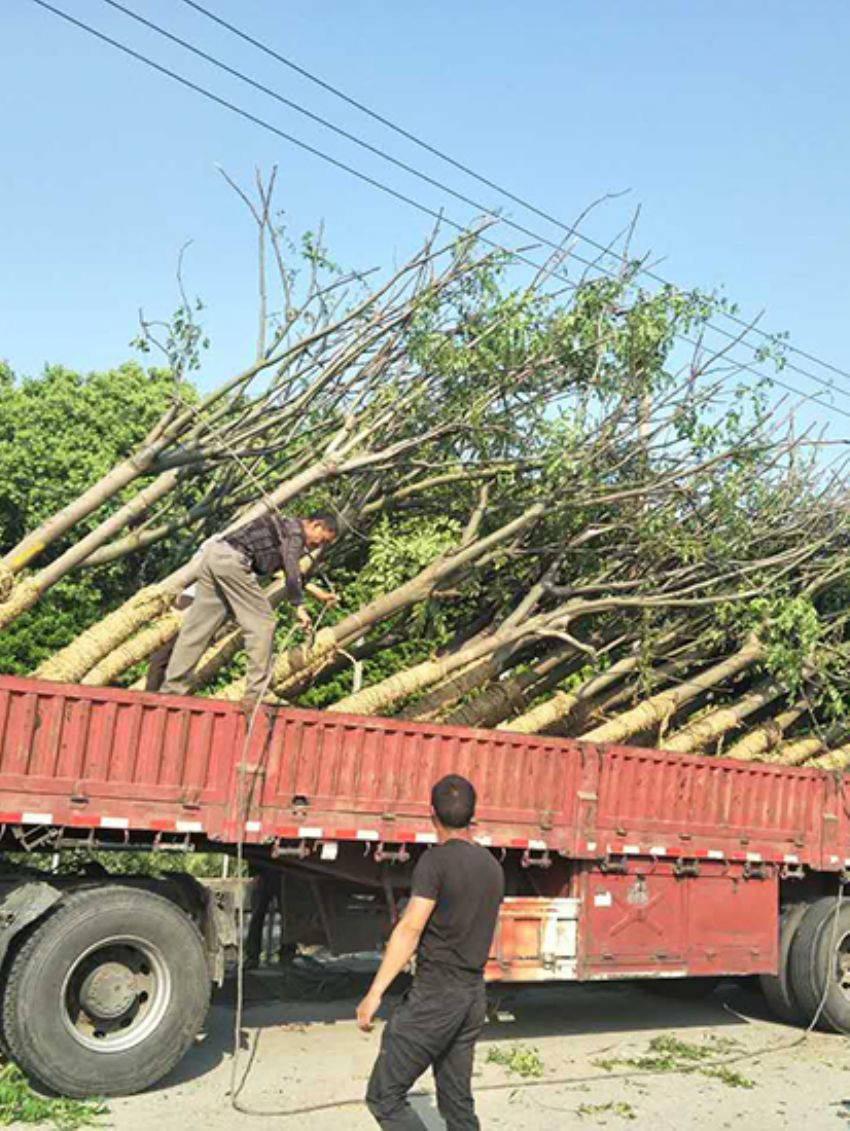 點擊查看詳細信息<br>標題：欒樹 閱讀次數：3098