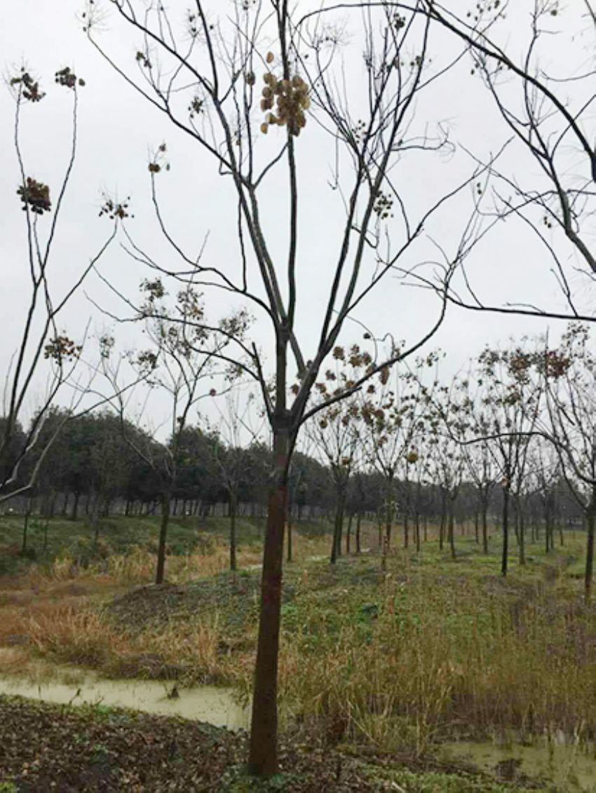 點擊查看詳細信息<br>標題：欒樹 閱讀次數：2149