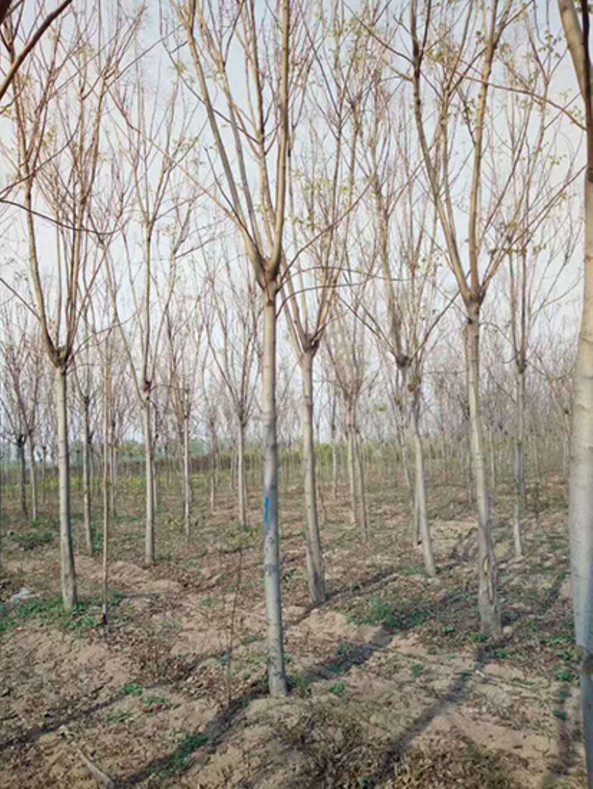 點擊查看詳細信息<br>標題：欒樹 閱讀次數：2027