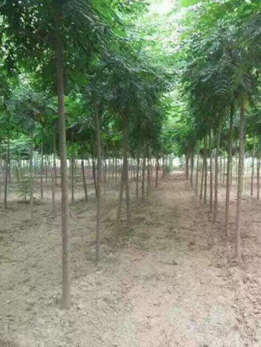 點擊查看詳細信息<br>標題：欒樹 閱讀次數：3171