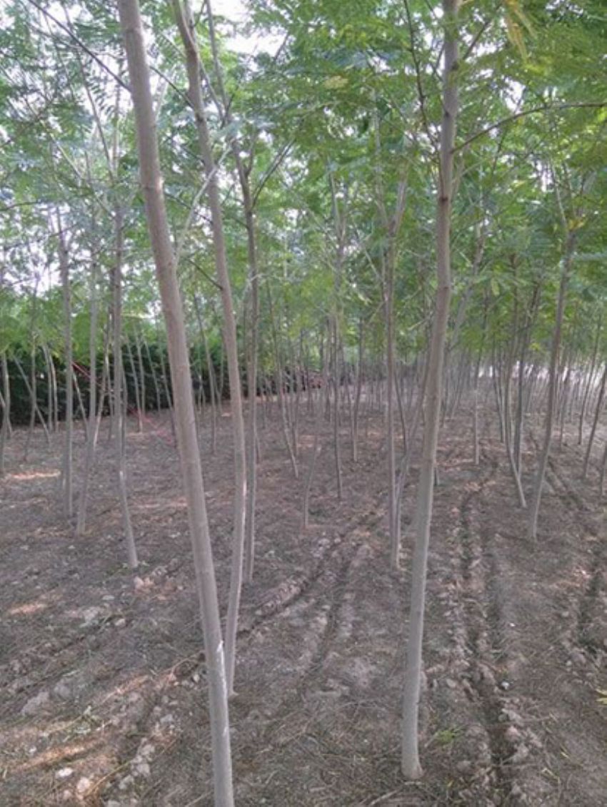 點擊查看詳細信息<br>標題：合歡 閱讀次數：1901