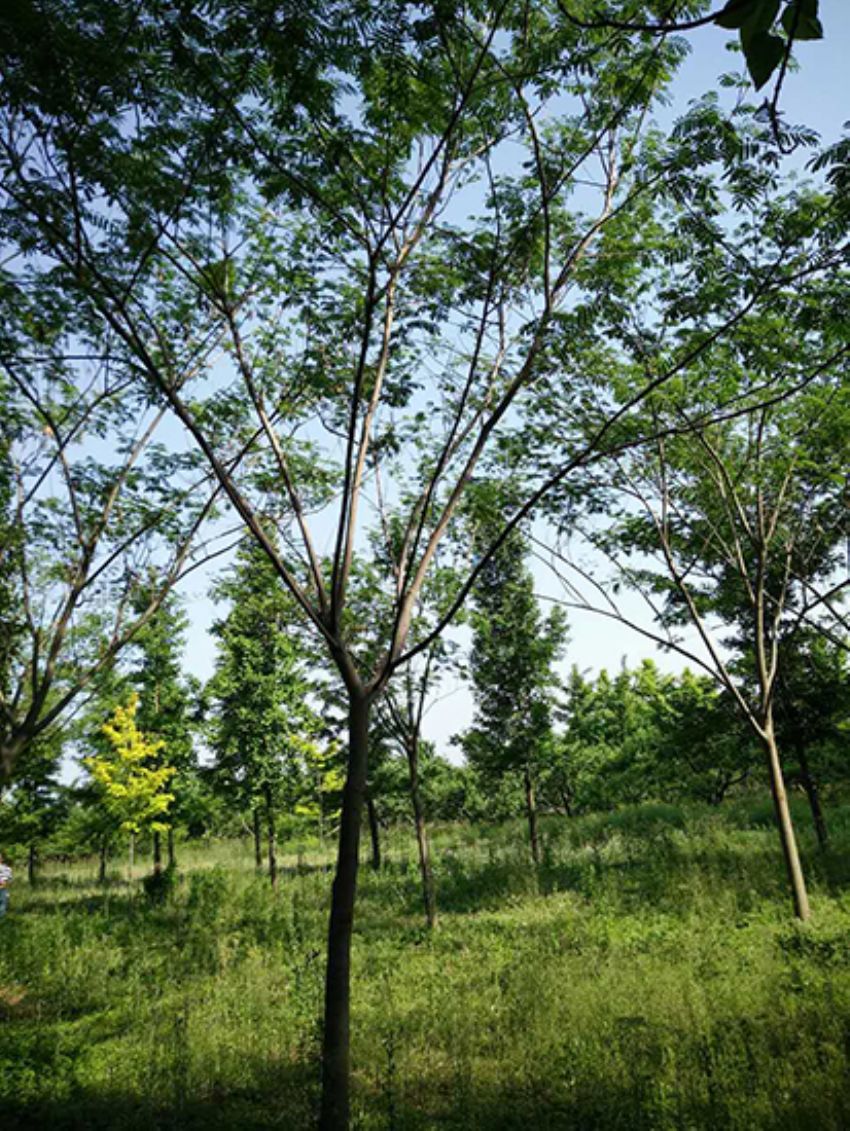 點擊查看詳細信息<br>標題：合歡 閱讀次數：1900