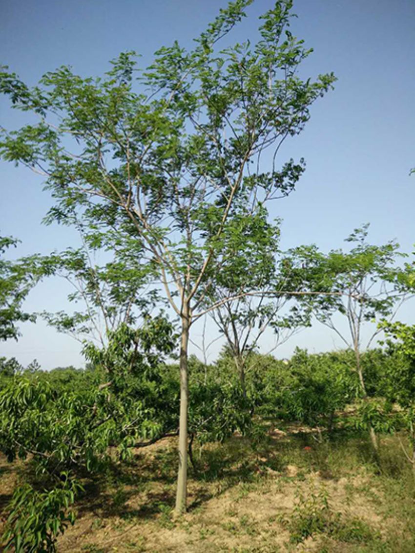 點擊查看詳細信息<br>標題：合歡 閱讀次數：3282