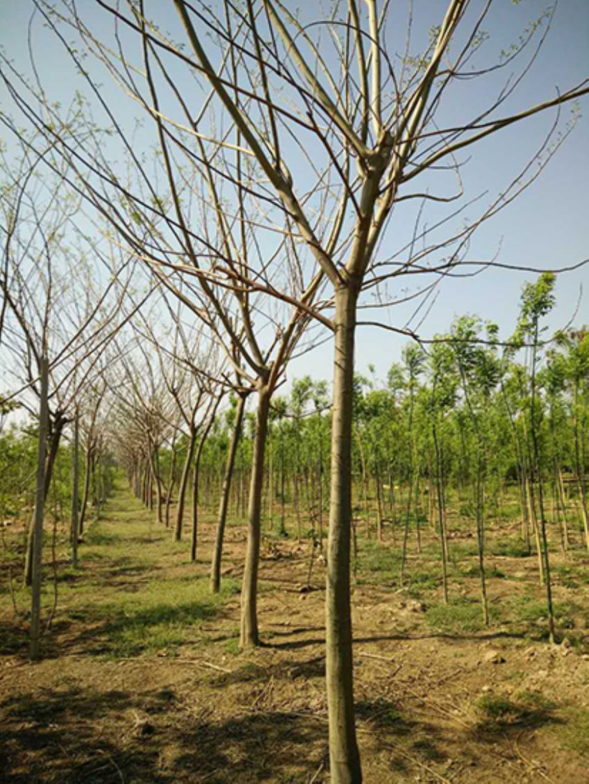 點擊查看詳細信息<br>標題：合歡 閱讀次數：3236