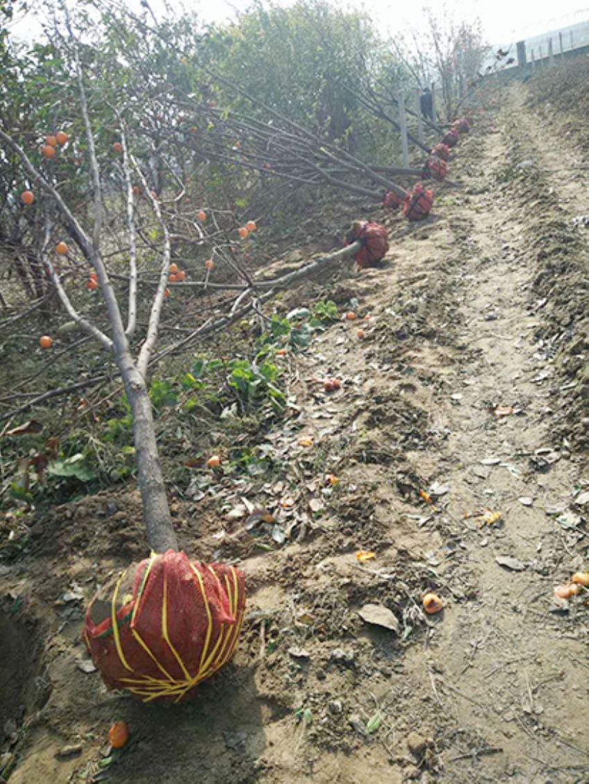 點擊查看詳細信息<br>標題：果樹-柿子樹 閱讀次數：1864