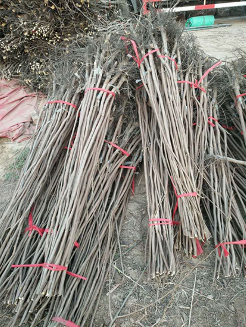 點擊查看詳細信息<br>標題：果樹-柿子樹 閱讀次數：2234