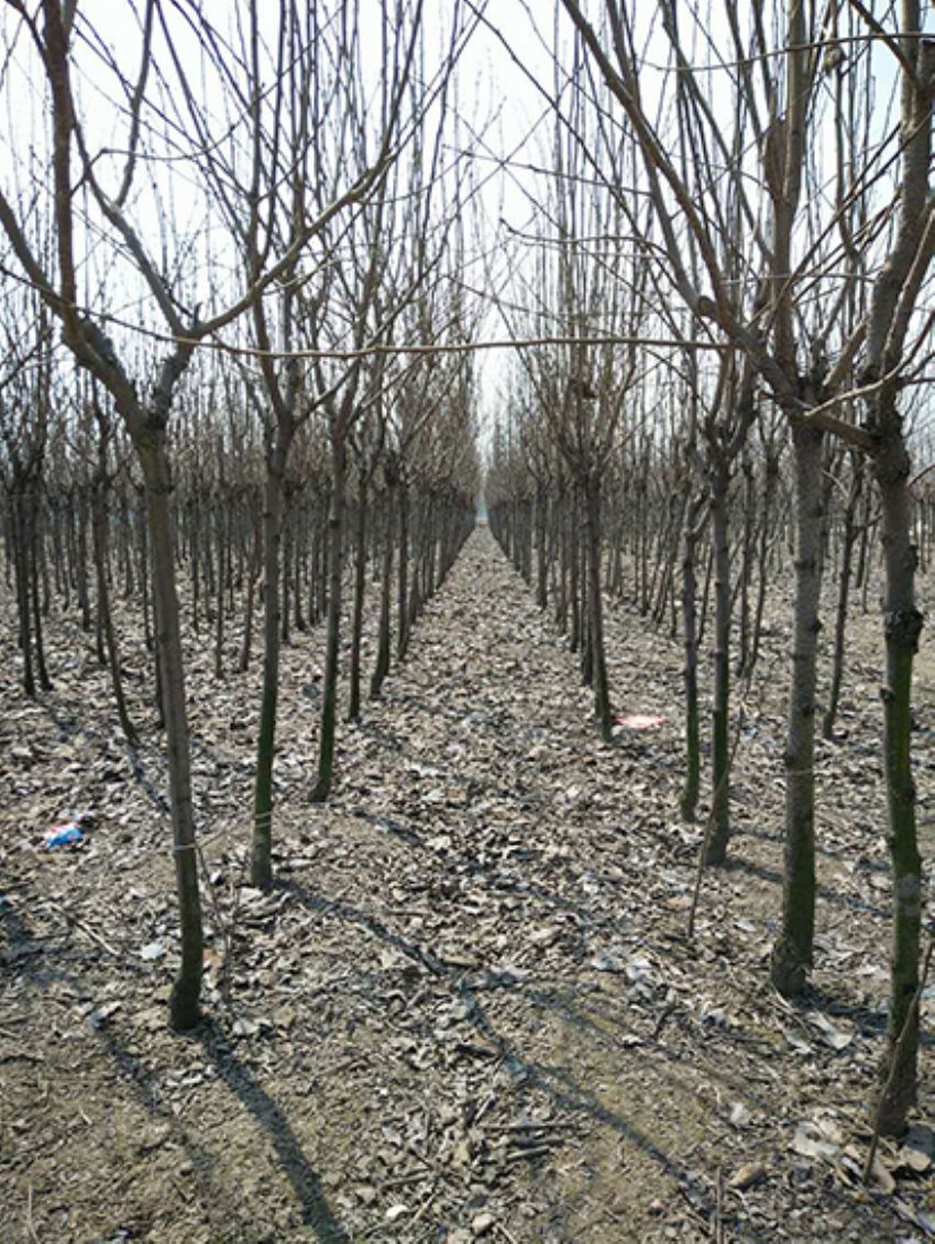 點擊查看詳細信息<br>標題：果樹-柿子樹 閱讀次數：2054