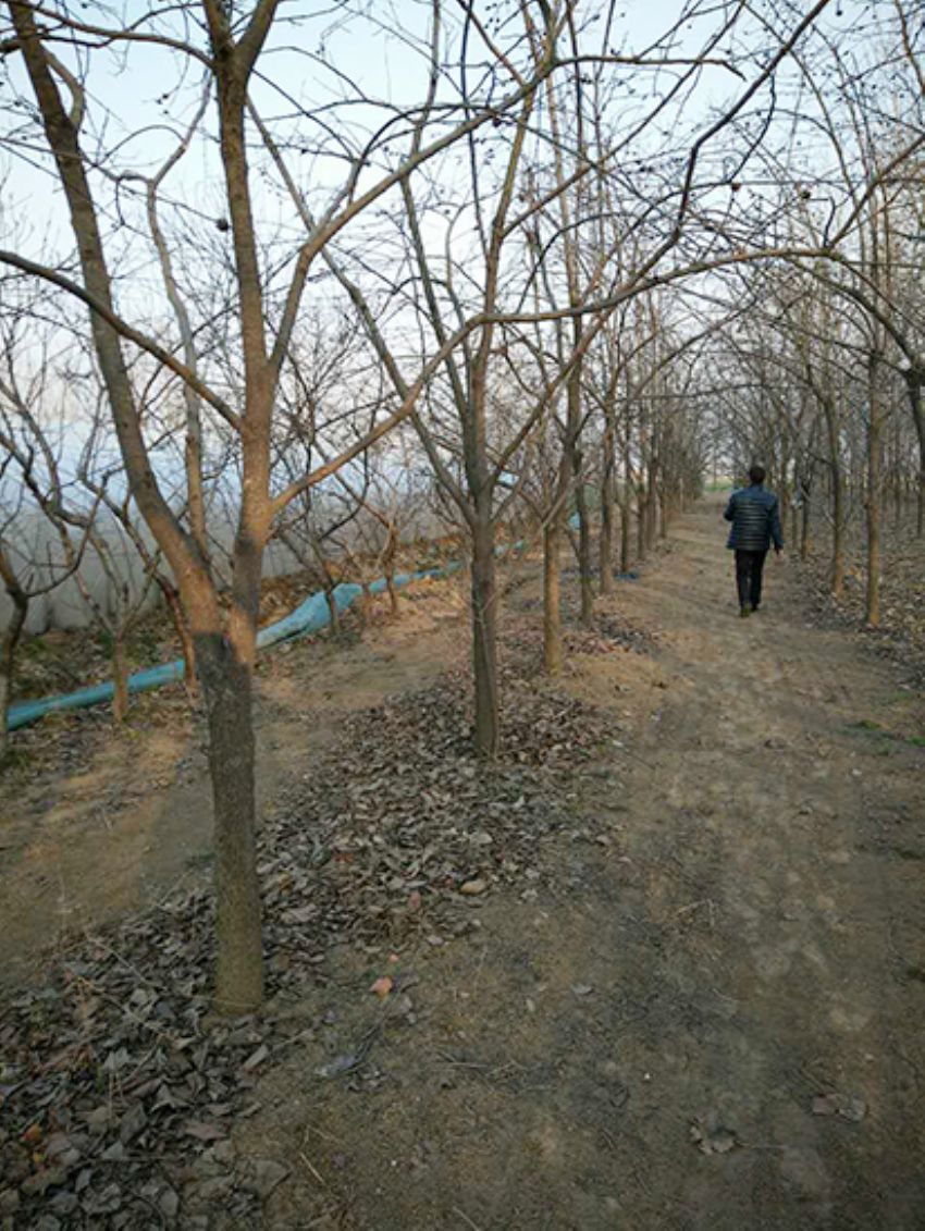 點擊查看詳細信息<br>標題：果樹-柿子樹 閱讀次數：2320