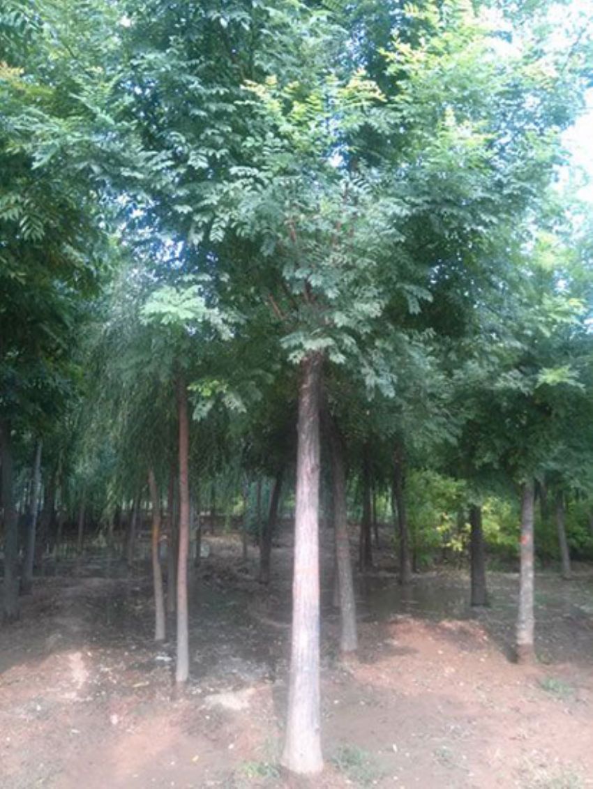 點(diǎn)擊查看詳細(xì)信息<br>標(biāo)題：國(guó)槐 閱讀次數(shù)：2404