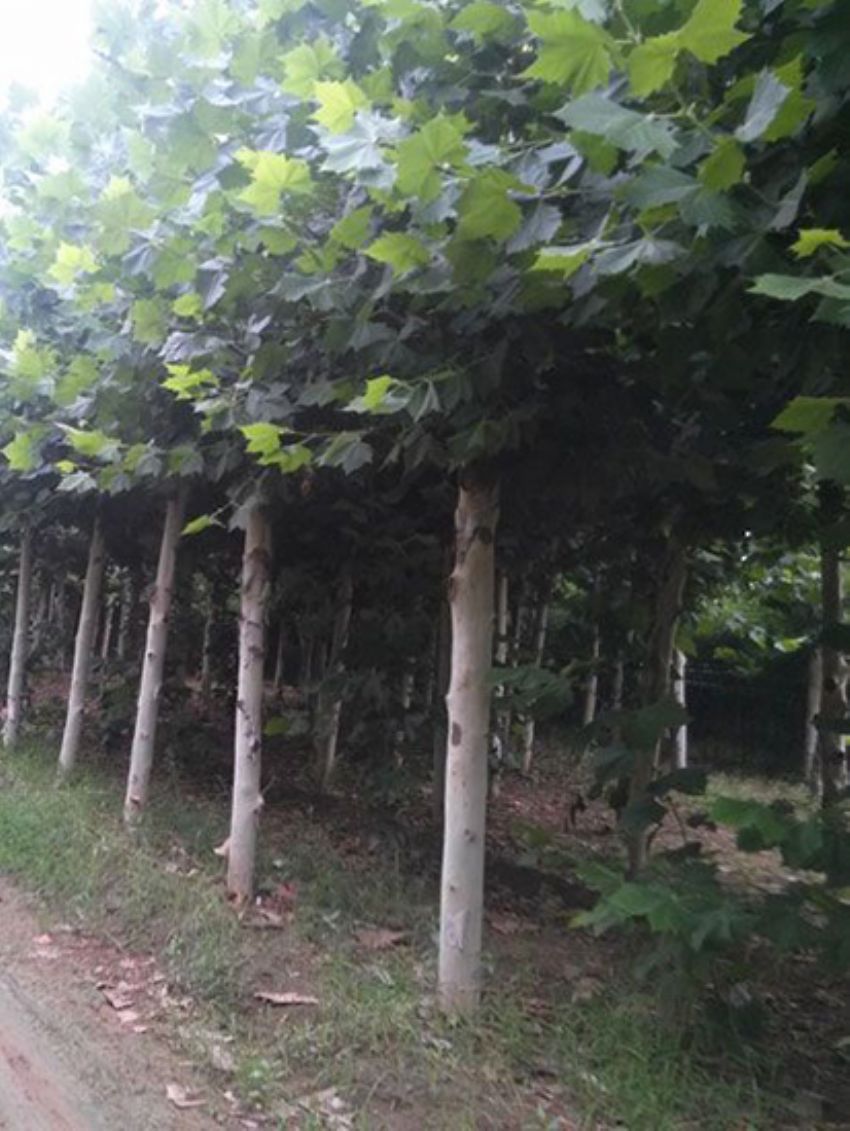 點擊查看詳細信息<br>標題：法桐 閱讀次數：2286