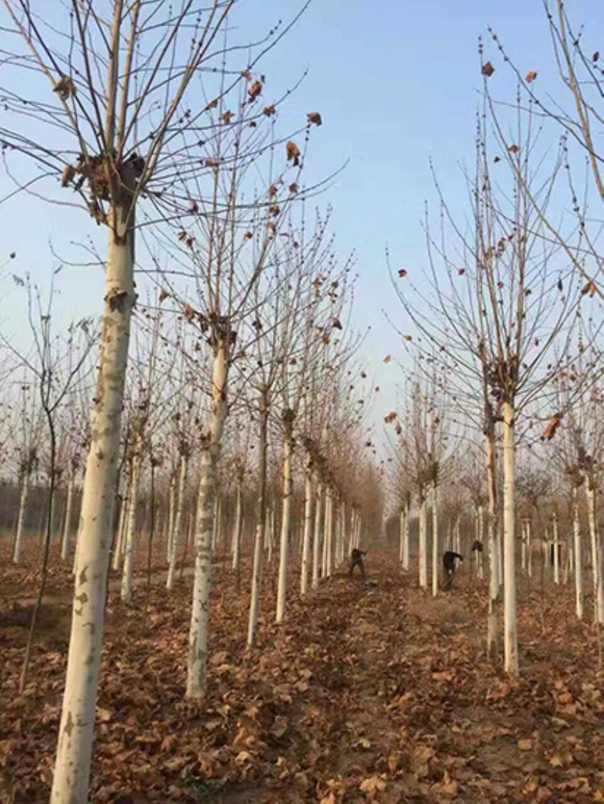 點擊查看詳細信息<br>標題：法桐 閱讀次數：2342