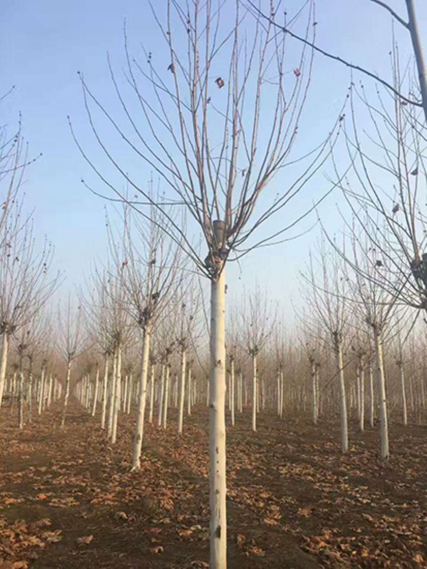 點擊查看詳細信息<br>標題：法桐 閱讀次數：3136