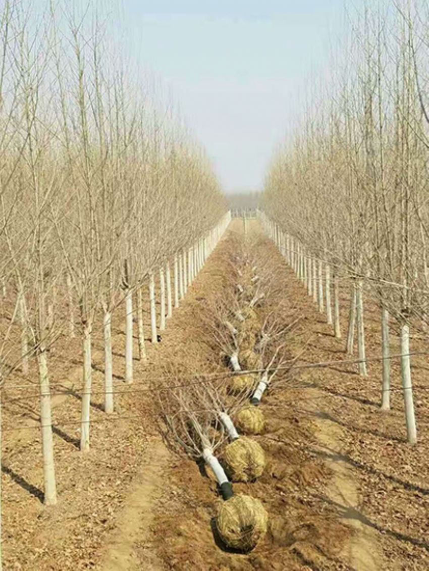 點擊查看詳細信息<br>標題：法桐 閱讀次數：3224