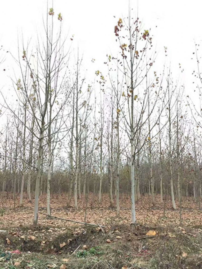 點擊查看詳細信息<br>標題：法桐 閱讀次數：3541