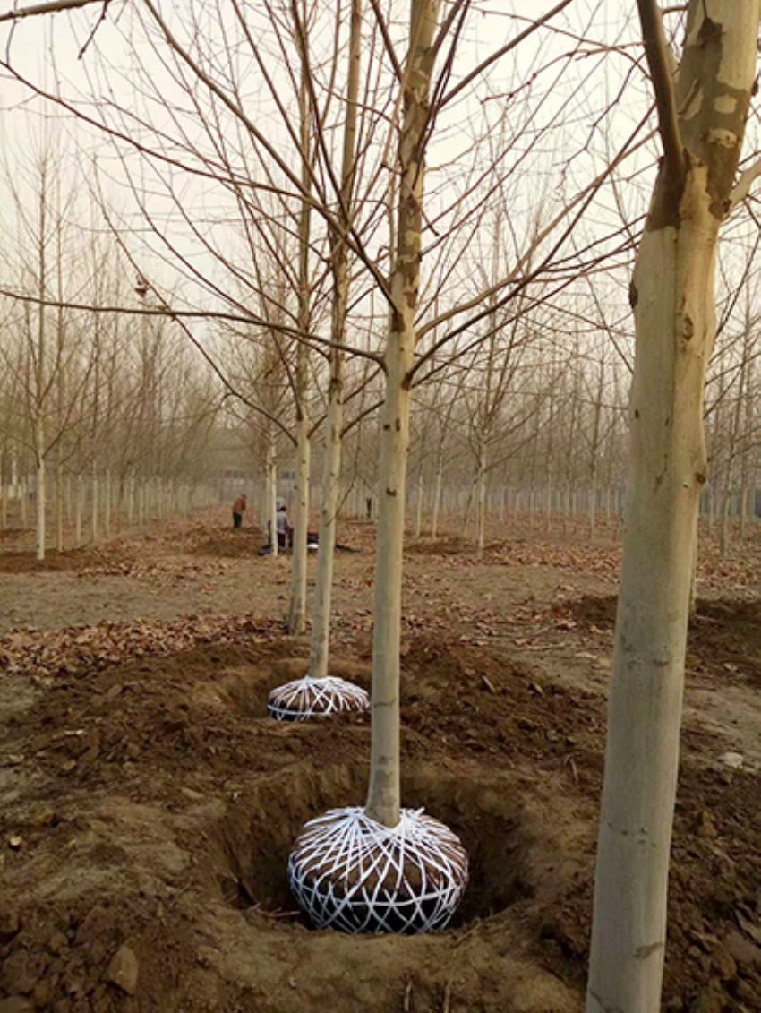 點擊查看詳細信息<br>標題：法桐 閱讀次數：3212