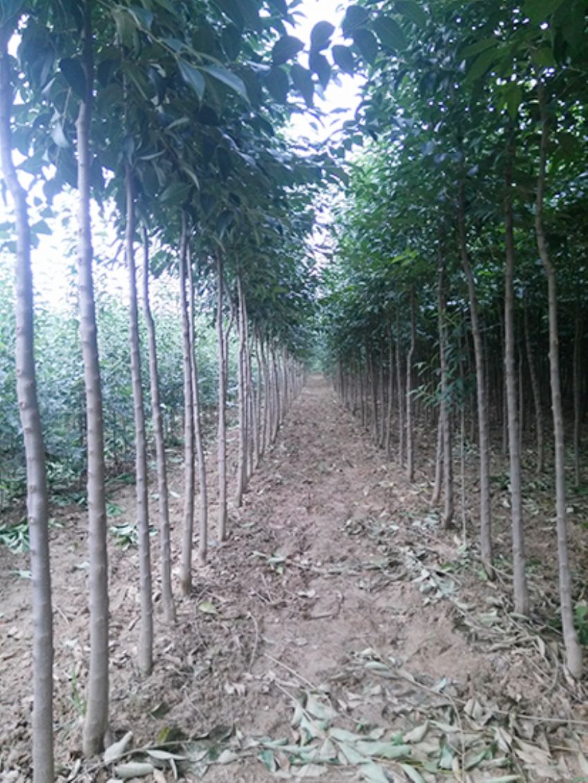 點擊查看詳細信息<br>標題：大葉女貞 閱讀次數：3431