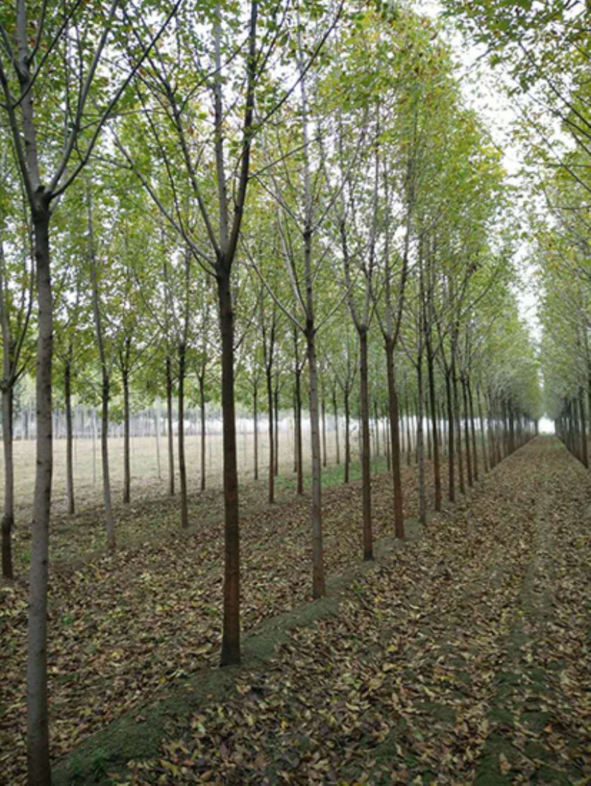 點擊查看詳細信息<br>標題：白蠟 閱讀次數：3622