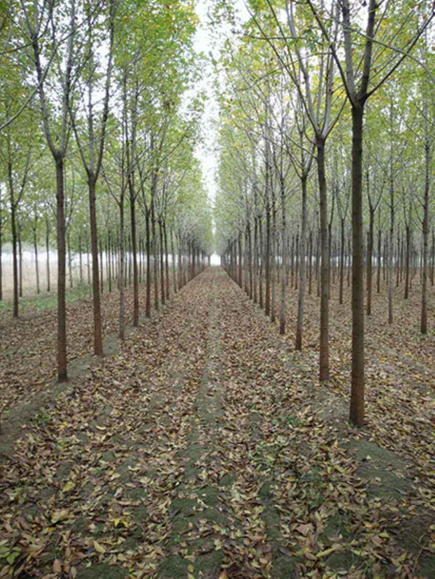 點擊查看詳細信息<br>標題：白蠟 閱讀次數：3148