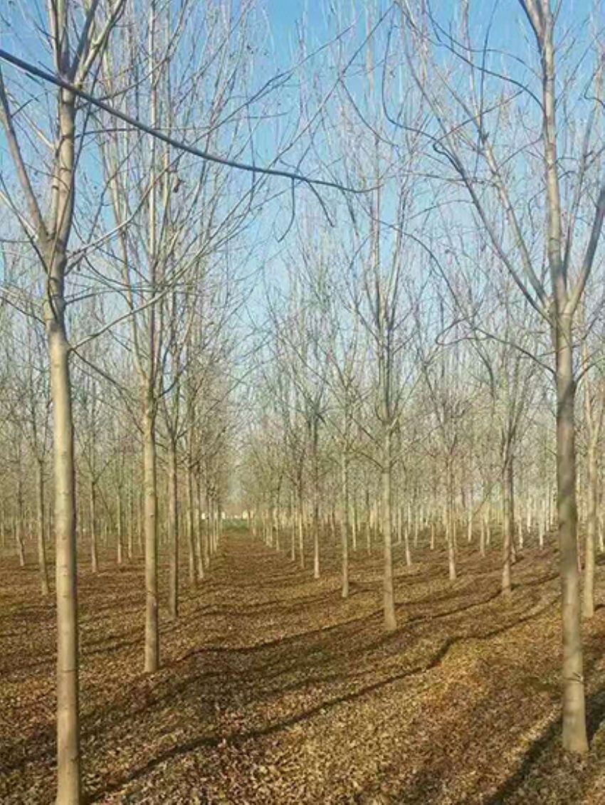 點擊查看詳細信息<br>標題：白蠟 閱讀次數：3062