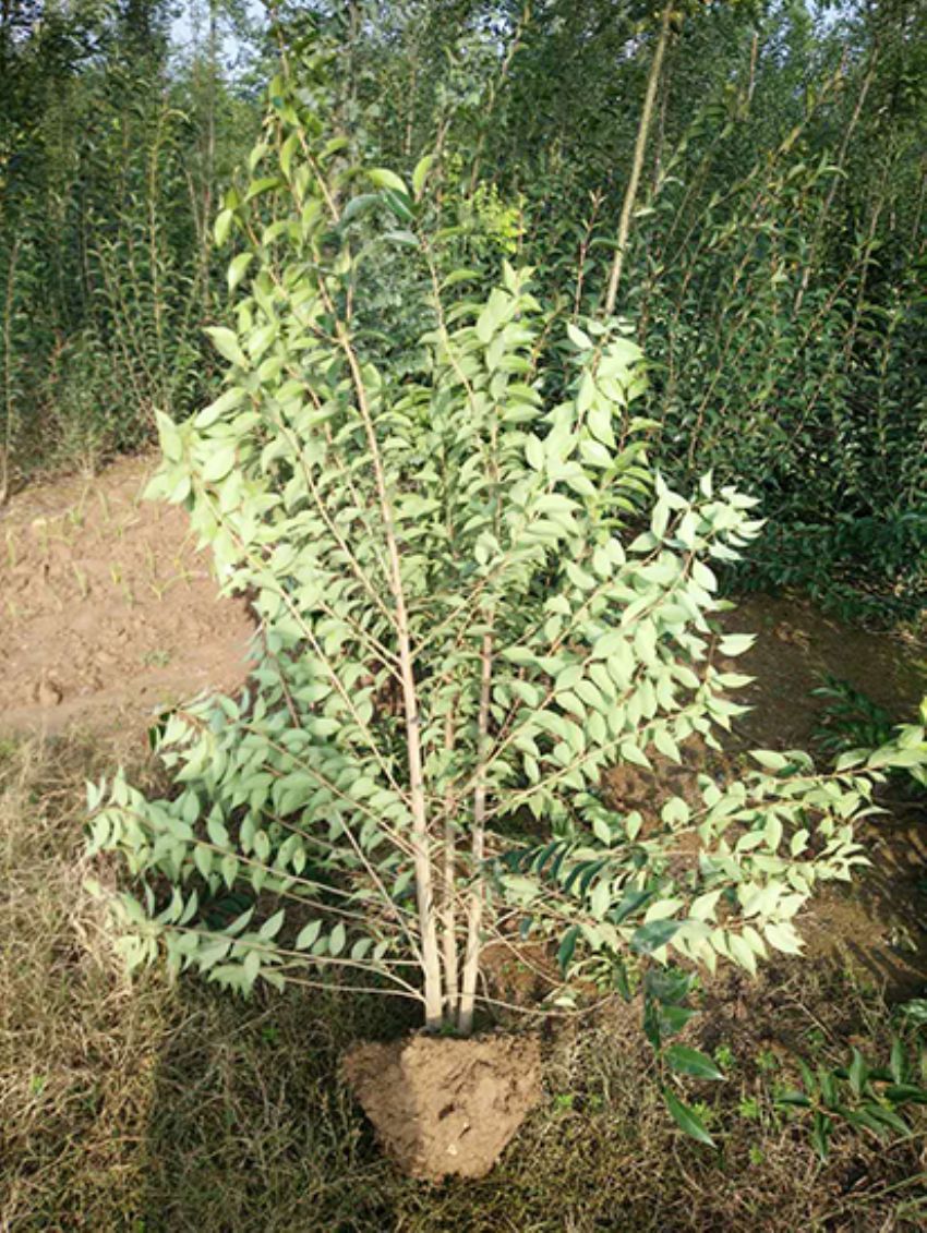 點擊查看詳細信息<br>標題：叢生女貞 閱讀次數：3141