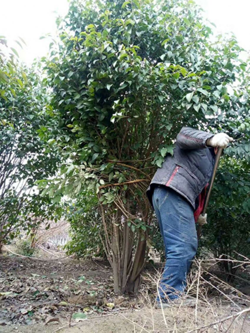 點擊查看詳細信息<br>標題：叢生女貞 閱讀次數：3826