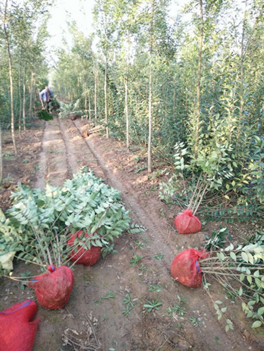 點擊查看詳細信息<br>標題：叢生女貞 閱讀次數：3194